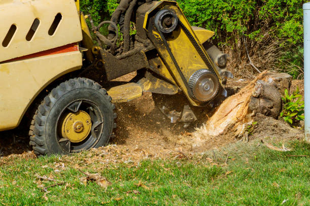 Tree Removal for Businesses in Mcleansboro, IL